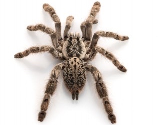Pet tarantula