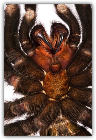 Poisonous tarantula?
