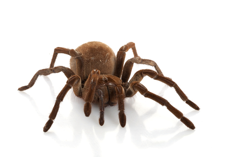 Pet Goliath bird-eating tarantula