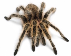 Pet Rose hair tarantula