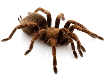 Giant haitian bird-eater tarantula