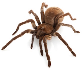 Largest tarantula