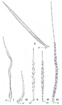 Tarantula urticating hairs