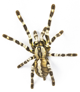 Tarantula lifespan