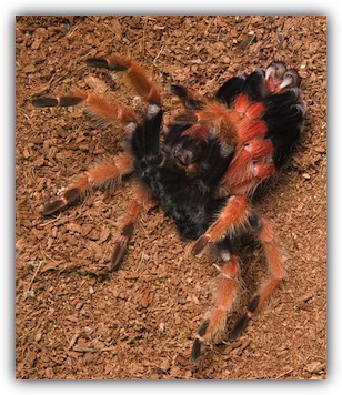 Brachypelma boehmei molting