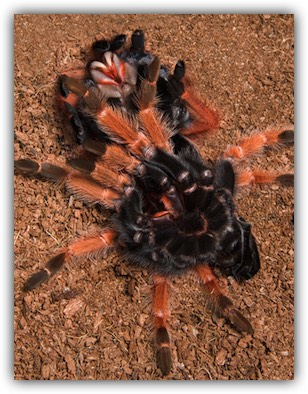 Tarantula molting