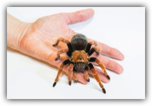 Fireleg tarantula on hand