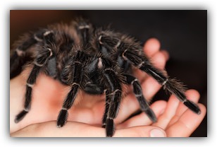 Holding a tarantula