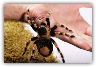 Docile redknee tarantula