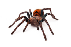 Safe pet tarantulas