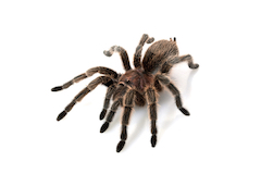 Tarantula pet