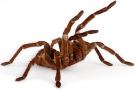 Pet tarantula care