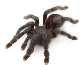 Tarantula care sheet