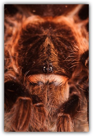 Facts about tarantulas