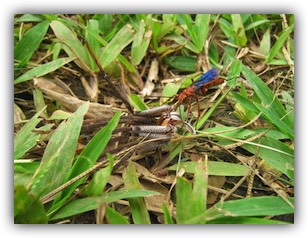Pepsis grossa
