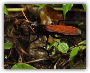 Tarantula hawk stinging