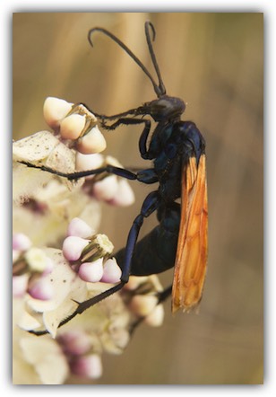 Tarantula hawk wasp