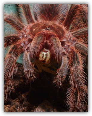 Tarantula food