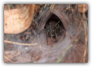 Finding tarantulas