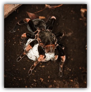 Greenbottle blue tarantula